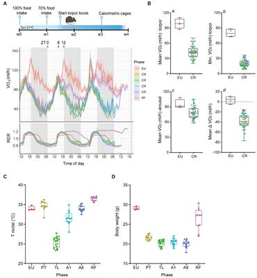 Hippocampal neuroimmune response in mice undergoing serial daily torpor induced by calorie restriction